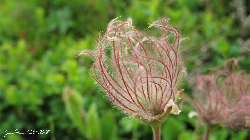 Flore de Loriaz
