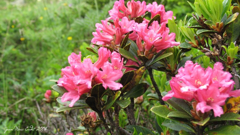 Rhodo de Loriaz