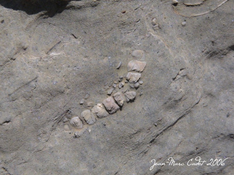 Un Fossile en descendant vers les ROchers Blancs (Hautes Pyrénées)