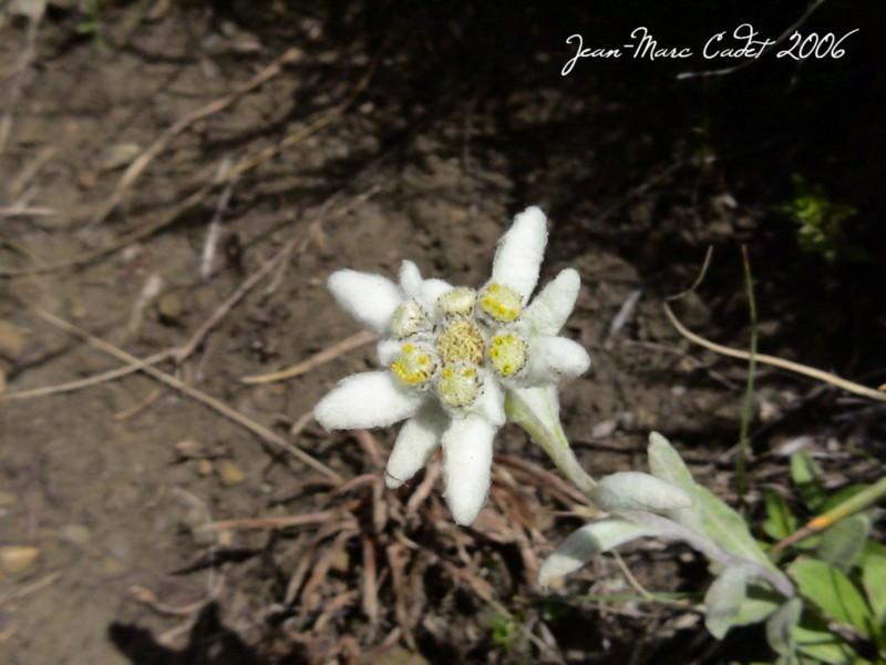 Un Edelweiss dans le Massif de Gavarnie (Hautes Pyrénées)