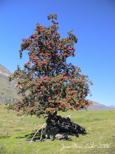 Dans la Vallée dde Varrados (Val d'Aran)