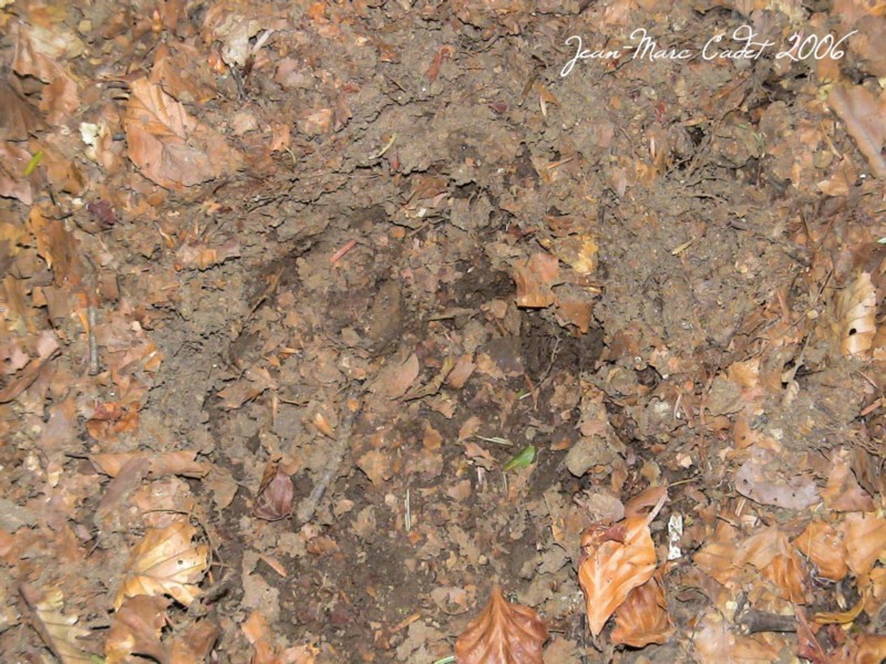 Empreinte d'ours dans la Vallée d'Orlu (Ariège)