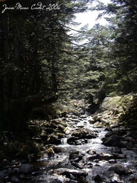 Torrent du Bois des Masseys (Hautes Pyrénées)