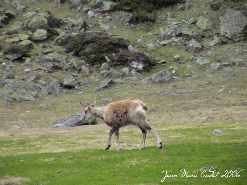 Un Isard au pied du Balaïtous (Hautes Pyrénées)