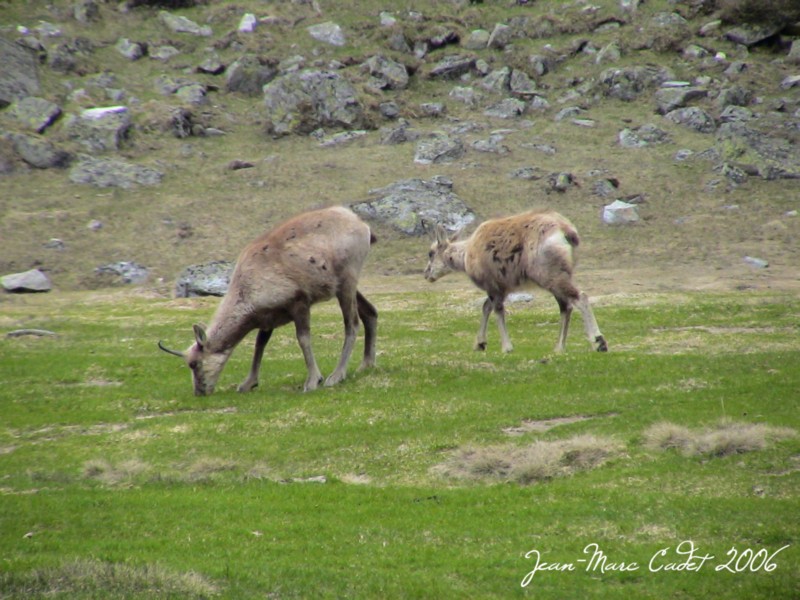 Un Isard et son petit au pied du Balaïtous (Hautes Pyrénées)