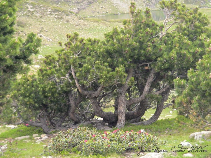 Pin à cuillouses (Pyrénées Atlantiques)