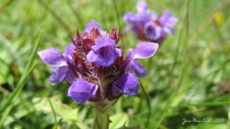 Flore des Pyrénées