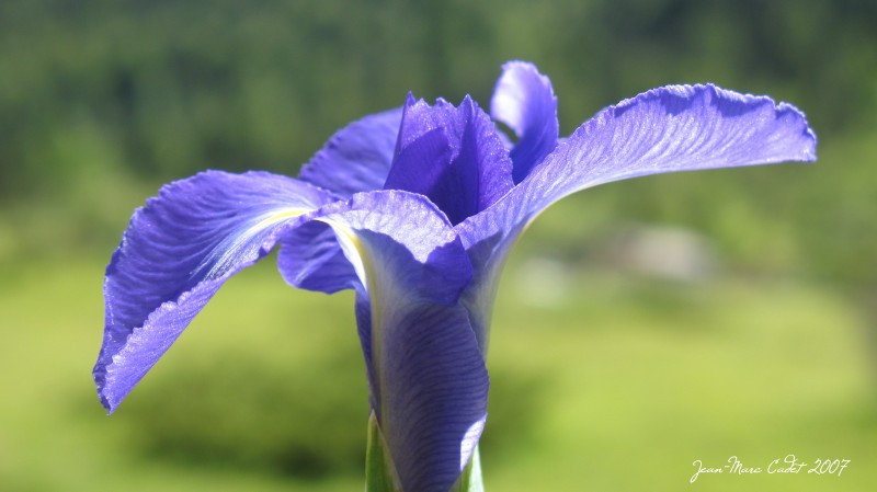 L'Iris des Pyrénées