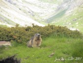 Une Marmotte