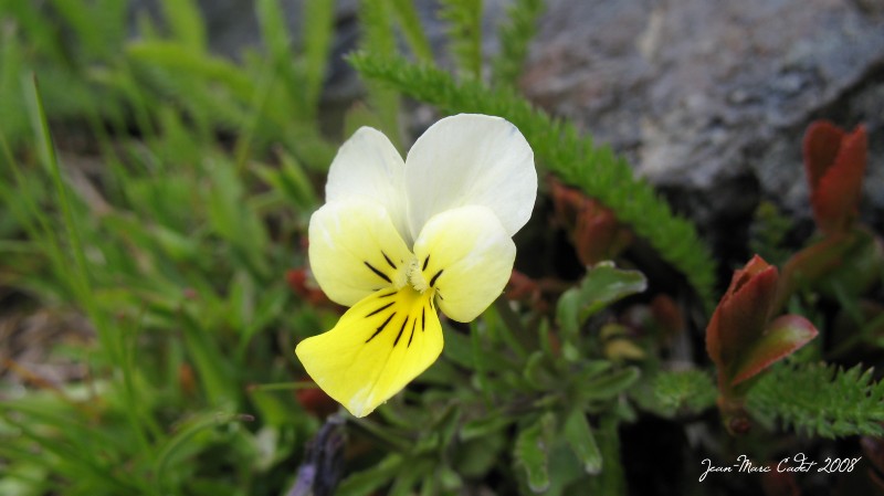 Primevère sauvage des Pyrénées (Catalogne)