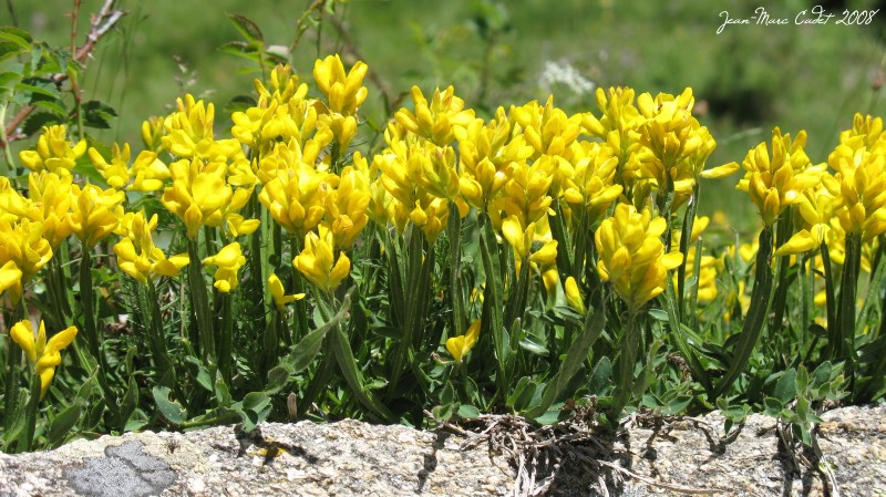 Les Jeunets (Pyrénées Orienatles)