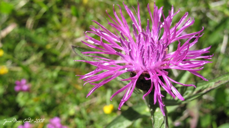 Flore des Pyrénées (Pyrénées Orientales)