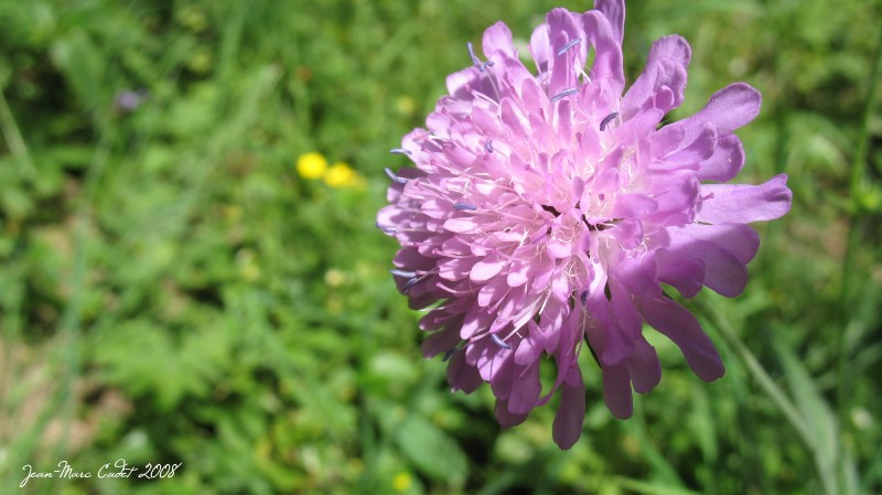 Flore des Pyrénées (Pyrénées Orientales)