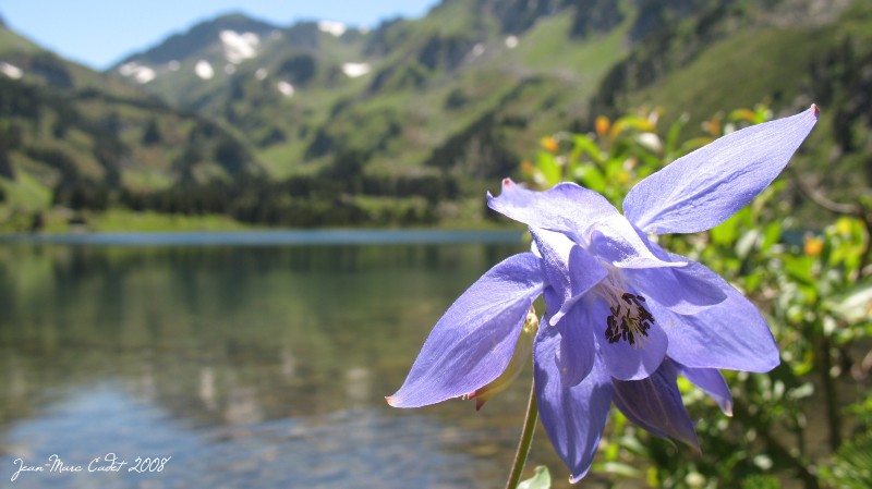 Flore des Pyrénées (Ariège)