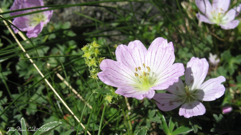 Flore des Pyrénées (Hautes Pyrénées)