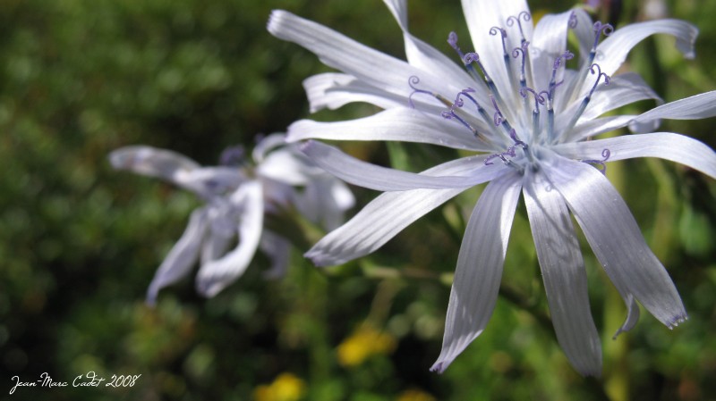 Flore ariègeoise (Ariège)